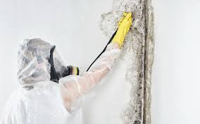 Best Mold Remediation for Vacation Homes  in Sandoval, IL